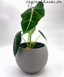 Nhu cầu dinh dưỡng cây Green Velvet Alocasia