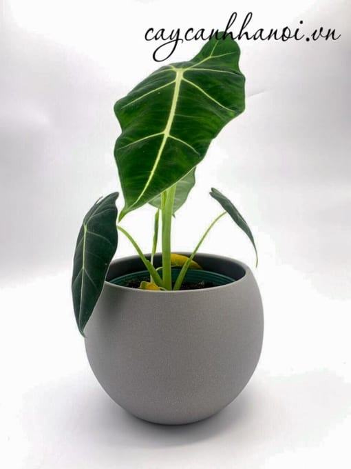 Nhu cầu dinh dưỡng cây Green Velvet Alocasia