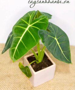 Nhu cầu nước của cây Alocasia Frydek