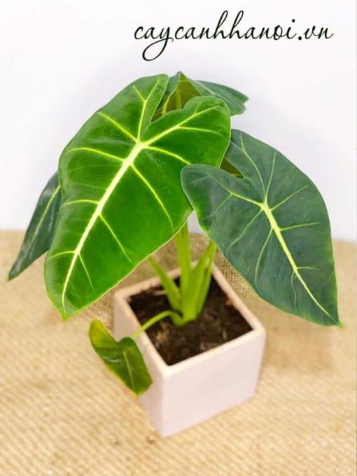 Nhu cầu nước của cây Alocasia Frydek