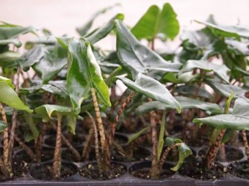 Nơi bán cây Alocasia Zebrina