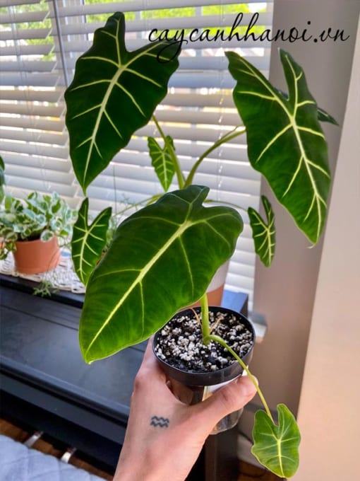 Phân bón cho cây Alocasia Frydek