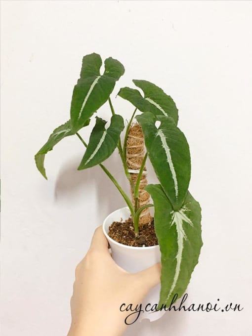 Tách bụi cây trầu bà Syngonium Wendlandii