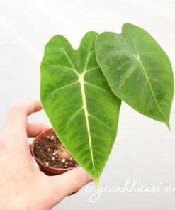 Thay chậu cho cây môn nhung xanh Alocasia