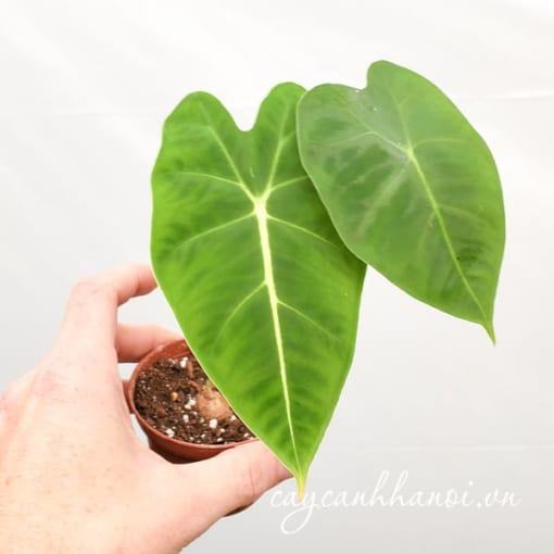 Thay chậu cho cây môn nhung xanh Alocasia