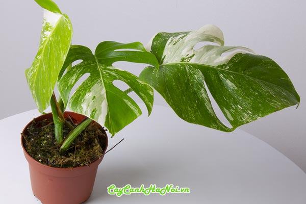 Thay chậu cho cây trầu bà Monstera đột biến