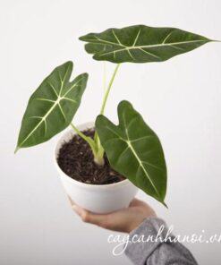 Trồng cây nhung xanh Alocasia