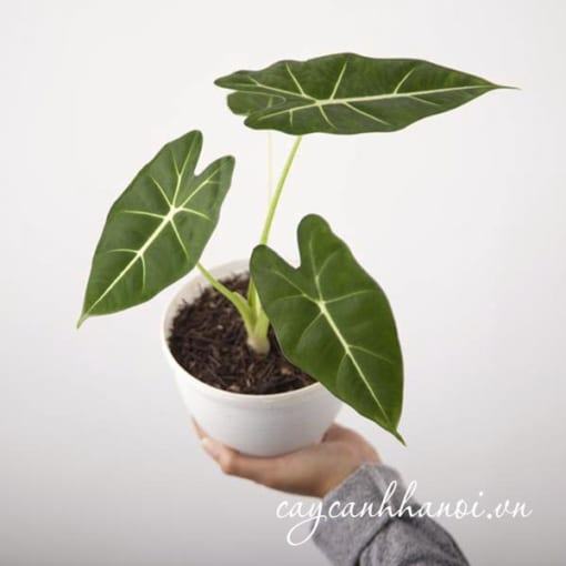 Trồng cây nhung xanh Alocasia