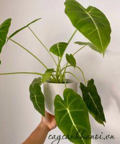 Tưới nước cho cây môn Alocasia Frydek