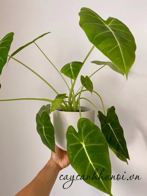 Tưới nước cho cây môn Alocasia Frydek