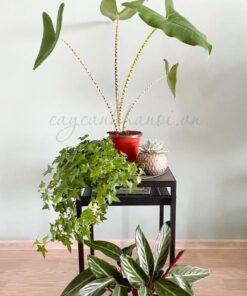 Ý nghĩa cây Alocasia Zebrina