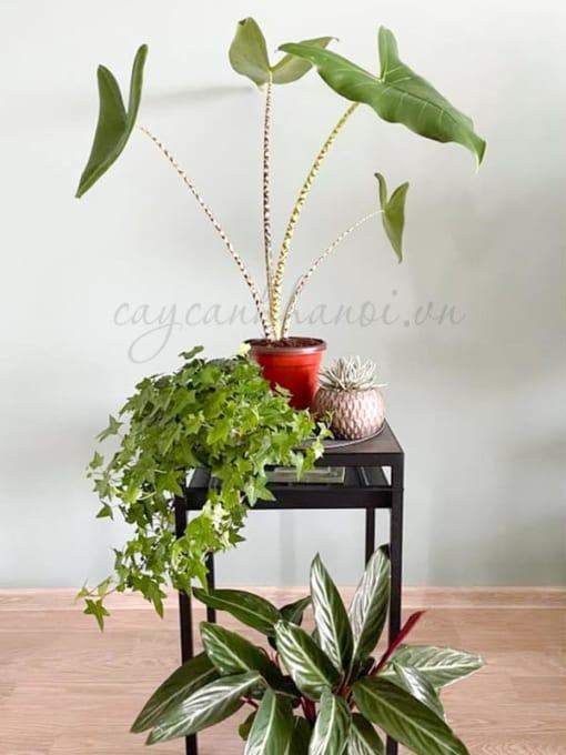 Ý nghĩa cây Alocasia Zebrina