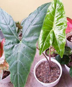 Alocasia Longiloba là cây kiểng lá đẹp