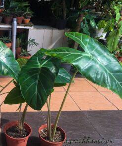 Alocasia longiloba Denudata