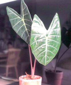 Alocasia longiloba Grandis