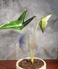 Alocasia longiloba Jackrabbit