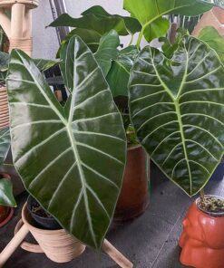 Alocasia longiloba Lowii