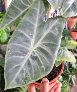 Alocasia longiloba Lowii Argyreia