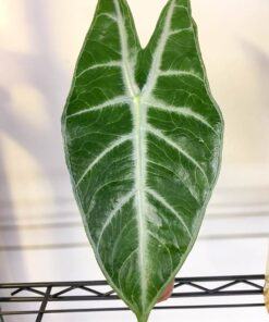 Alocasia longiloba Lowii Vetichii