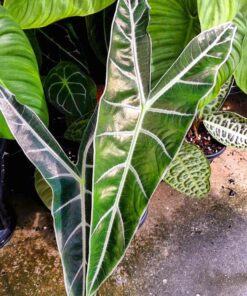 Alocasia longiloba Magnifica