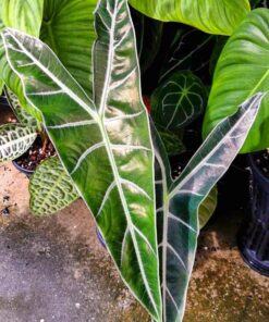 Alocasia longiloba Magnifica cây ráy lá dài giống mới