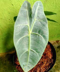 Alocasia longiloba korthalsii complex