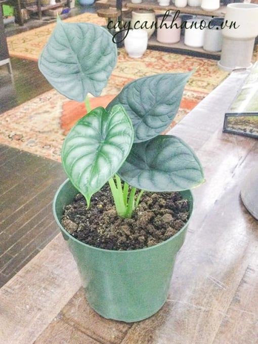 Bầu trồng cây vảy rồng Alocasia giúp ẩm cao và thoát nước tốt