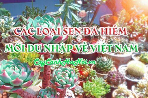 Các loài sen đá hiếm mới du nhập vào Việt Nam