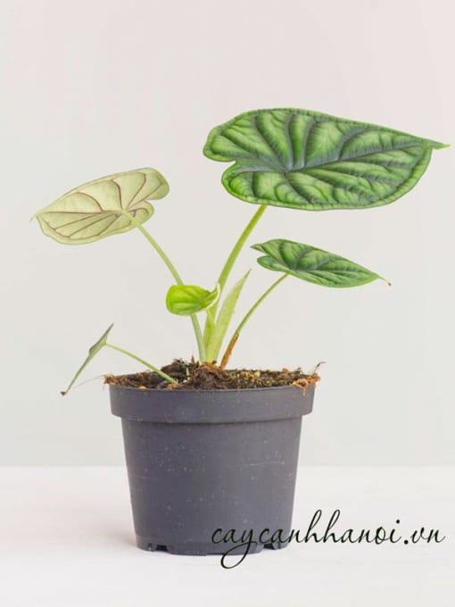 Cách nhân giống cây vảy rồng Alocasia