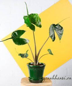 Cách trồng và chăm sóc cây Alocasia Macrorrhiza Stingray