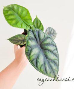 Đặc điểm cây Alocasia Dragon Scale