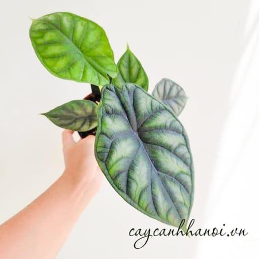 Đặc điểm cây Alocasia Dragon Scale