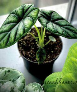 Cây Alocasia Dragon Scale là cây hiếm thấy nhưng không khó để chăm sóc