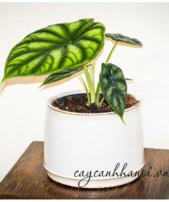 Cây Alocasia baginda 'Dragon Scale' trồng chậu sứ