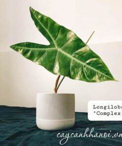 Cây Alocasia Longiloba trồng chậu để bàn