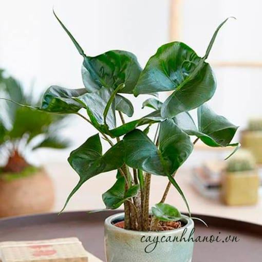 Cây Alocasia Macrorrhiza Stingray dòng cây kiểng lá đẹp