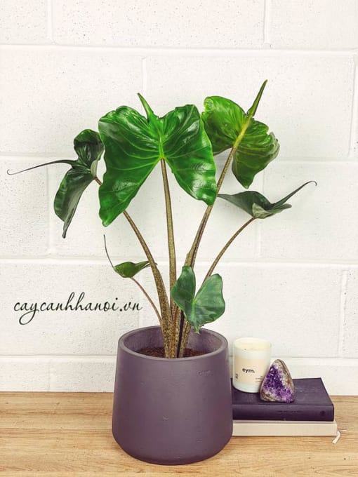 Cây Alocasia Macrorrhiza Stingray trồng chậu đá mài để bàn