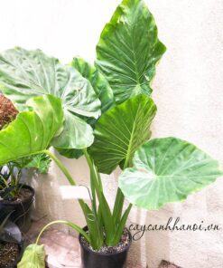 Cây Alocasia macrorrhiza Giant Taro