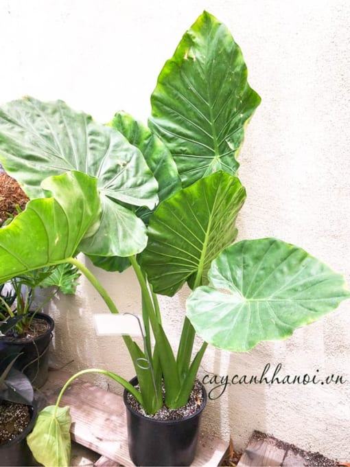 Cây Alocasia macrorrhiza Giant Taro