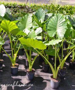 Cây Alocasia macrorrhiza Giant Taro thường được nhân giống vô tính