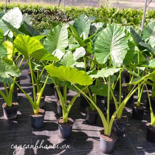 Cây Alocasia macrorrhiza Giant Taro thường được nhân giống vô tính