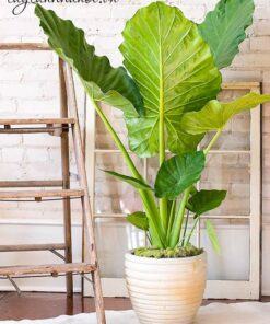 Cây Alocasia macrorrhiza Giant Taro trồng nội thất