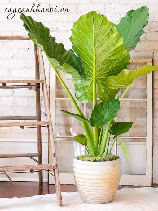 Cây Alocasia macrorrhiza Giant Taro trồng nội thất