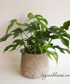 Cây Monstera Mini trồng làm cây để bàn