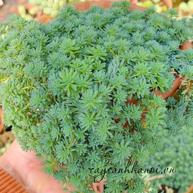 Cây sen đá sedum xanh