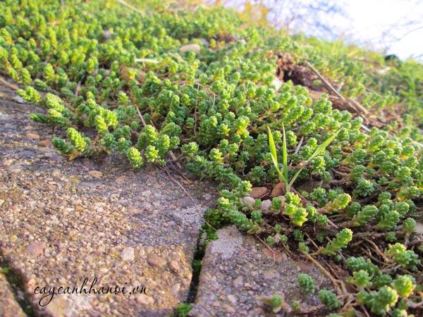 Cây sen da sedum trồng phủ nền