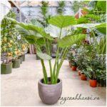 Cây Tai Voi – Alocasia macrorrhiza Giant Taro