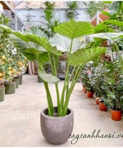 Cây tai voi Alocasia macrorrhiza Giant Taro trồng chậu đá mài