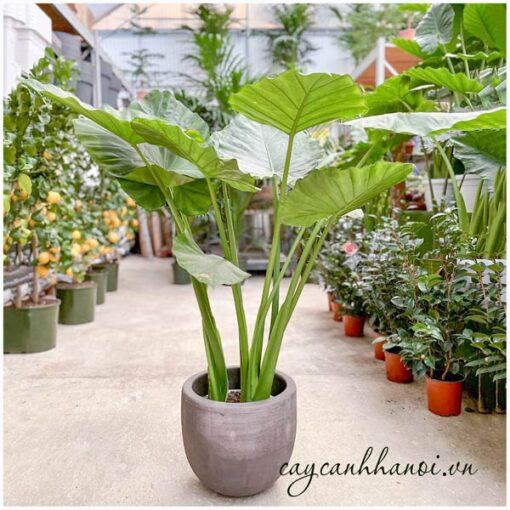 Cây tai voi Alocasia macrorrhiza Giant Taro trồng chậu đá mài