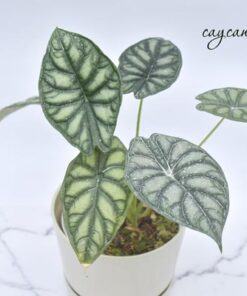 Cây vảy rồng Alocasia trang trí nội thất